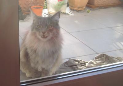 So schaut es aus, wenn "Herr Katz" vor der Balkontüre sitzt, und rein will ... (hören kann man sein Gejammer durch die gut isolierten Fenster leider nicht.)